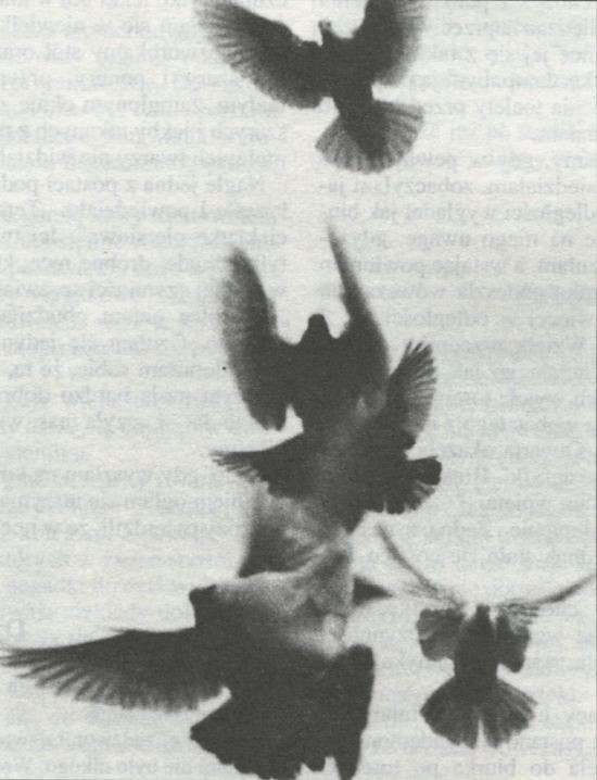 Śmierć wędrownych ptaków - NŚ 02/1994