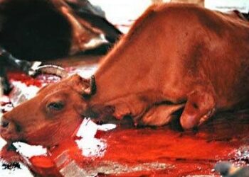 Kategoryczny sprzeciw - NŚ 02/2015