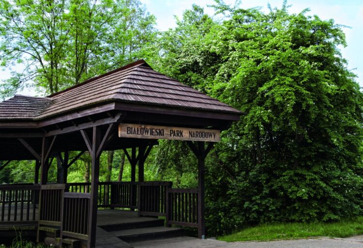 Lekarz złamanych serc - NŚ 05/2022