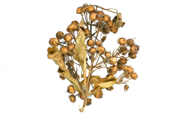 Medycyna, kosmetyka i higiena naszych słowiańskich przodkiń (cz. III): Dawne zioła – współczesne zastosowanie