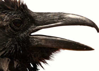 Fot. Mari Loli, Pixabay.com