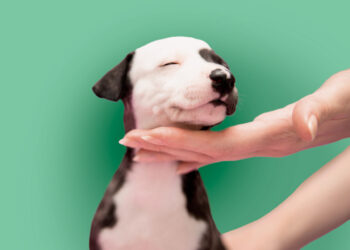 Fot. ov_mozok0 Pixabay.com