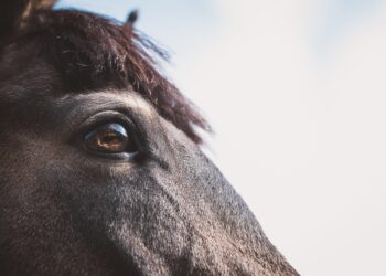 Petra (Pezibear), Pixabay.com