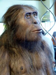 Australopithecus afarensis przedstawiony tu jako analogia Grekopiteka. Fot. Wolfgang Sauber – Wikipedia
