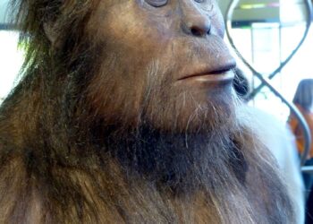 Australopithecus afarensis przedstawiony tu jako analogia Grekopiteka. Fot. Wolfgang Sauber – Wikipedia