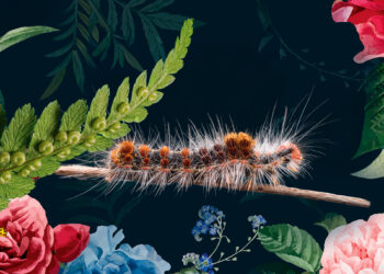 Fot. adege, pixabay.com oraz Freepik.com