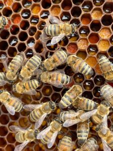 Fot. Sevgi66, Pixabay.com