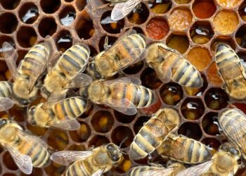 Fot. Sevgi66, Pixabay.com