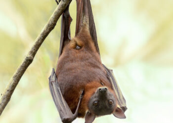 Fot. Gaz, Pixabay.com