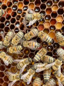 Fot. Sevgi66, Pixabay.com